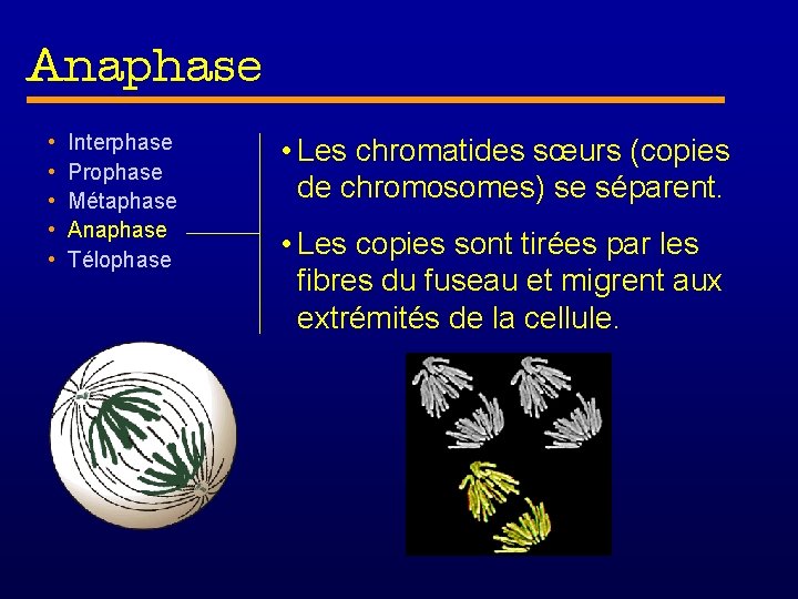 Anaphase • • • Interphase Prophase Métaphase Anaphase Télophase • Les chromatides sœurs (copies