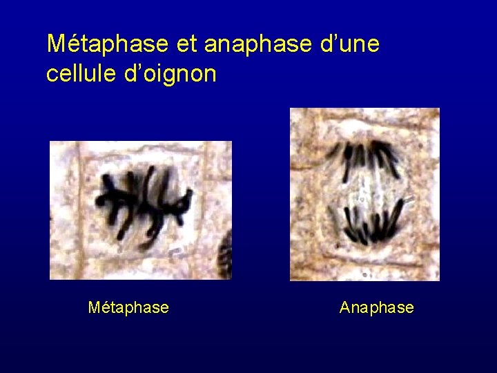 Métaphase et anaphase d’une cellule d’oignon Métaphase Anaphase 