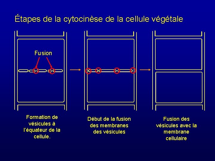 Étapes de la cytocinèse de la cellule végétale Fusion Formation de vésicules à l’équateur