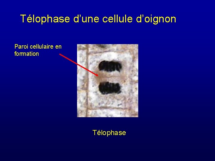 Télophase d’une cellule d’oignon Paroi cellulaire en formation Télophase 