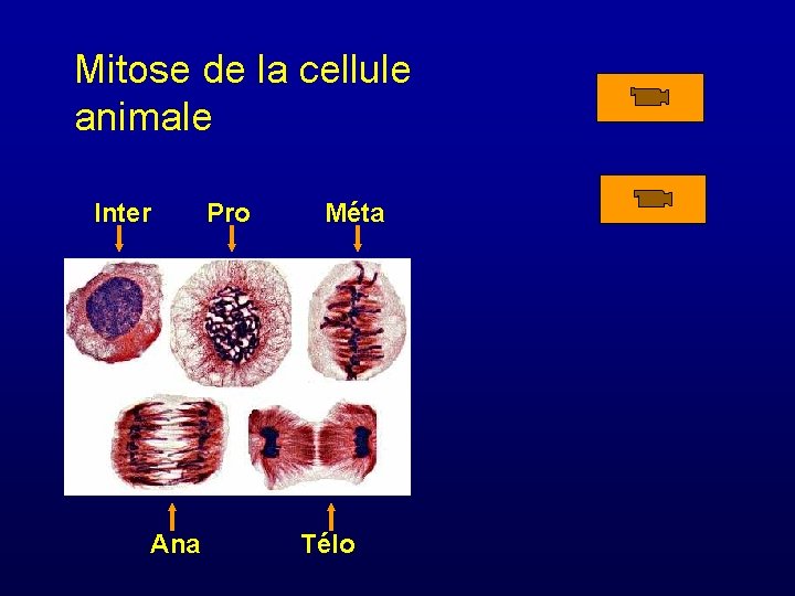 Mitose de la cellule animale Inter Ana Pro Méta Télo 