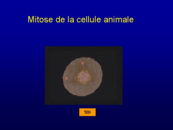 Mitose de la cellule animale 