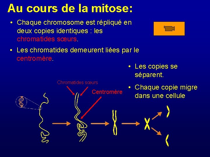 Au cours de la mitose: • Chaque chromosome est répliqué en deux copies identiques