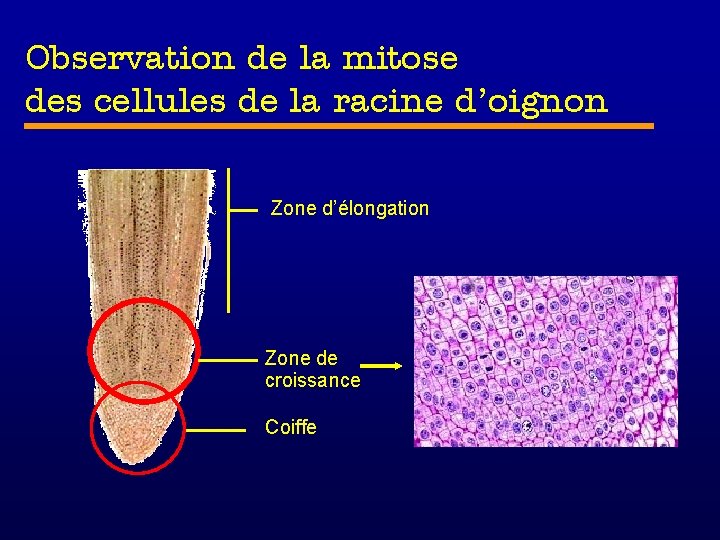 Observation de la mitose des cellules de la racine d’oignon Zone d’élongation Zone de