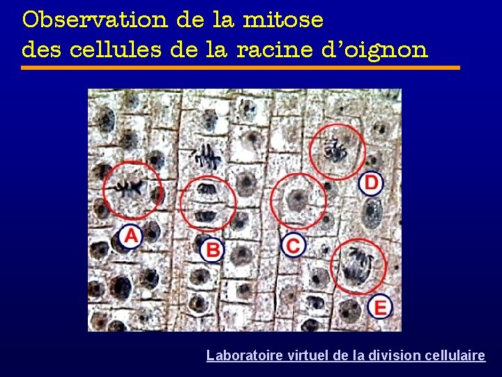 Observation de la mitose des cellules de la racine d’oignon Laboratoire virtuel de la