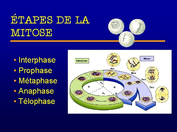 ÉTAPES DE LA MITOSE • Interphase • Prophase • Métaphase • Anaphase • Télophase