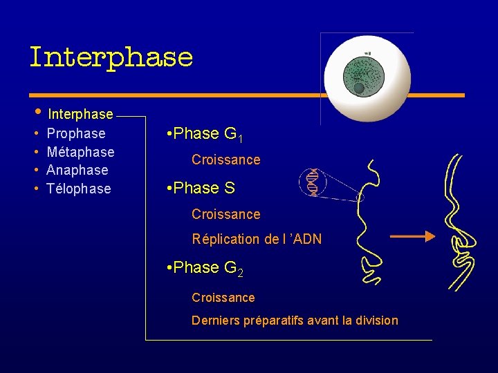 Interphase • • Prophase Métaphase Anaphase Télophase • Phase G 1 Croissance • Phase