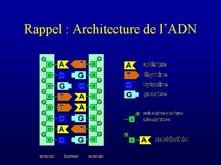 Rappel : Architecture de l’ADN 