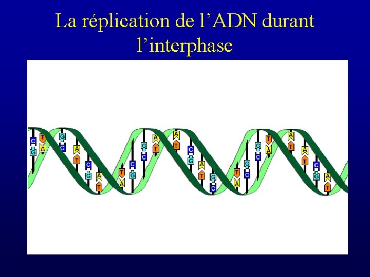 La réplication de l’ADN durant l’interphase 
