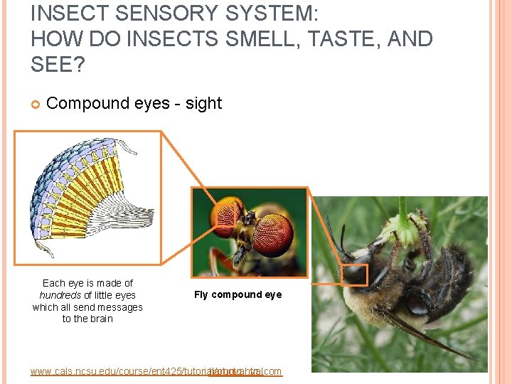 INSECT SENSORY SYSTEM: HOW DO INSECTS SMELL, TASTE, AND SEE? Compound eyes - sight