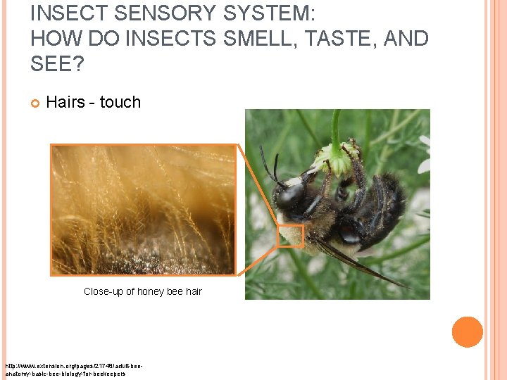 INSECT SENSORY SYSTEM: HOW DO INSECTS SMELL, TASTE, AND SEE? Hairs - touch Close-up