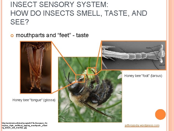 INSECT SENSORY SYSTEM: HOW DO INSECTS SMELL, TASTE, AND SEE? mouthparts and “feet” -