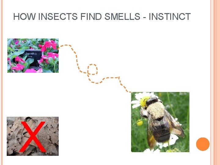 HOW INSECTS FIND SMELLS - INSTINCT X 