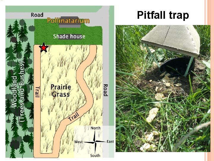 Pitfall trap 