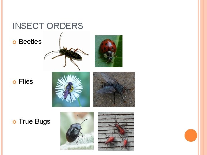 INSECT ORDERS Beetles Flies True Bugs 
