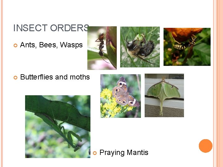 INSECT ORDERS Ants, Bees, Wasps Butterflies and moths Praying Mantis 