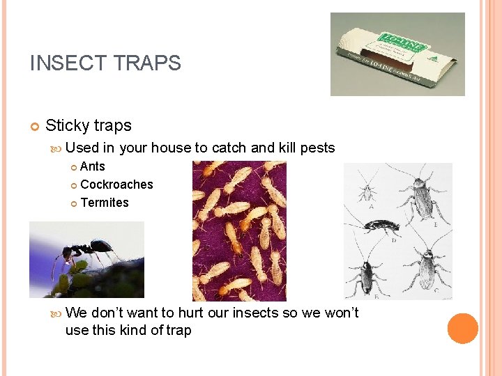 INSECT TRAPS Sticky traps Used in your house to catch and kill pests Ants
