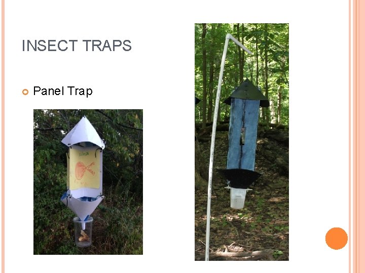 INSECT TRAPS Panel Trap 