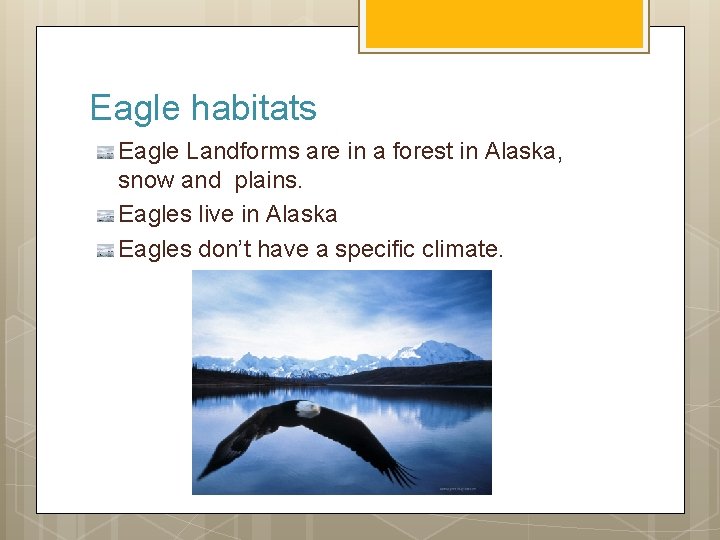 Eagle habitats Eagle Landforms are in a forest in Alaska, snow and plains. Eagles