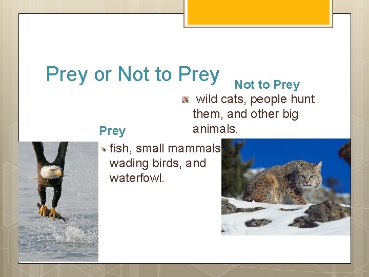 Prey or Not to Prey wild cats, people hunt them, and other big animals.