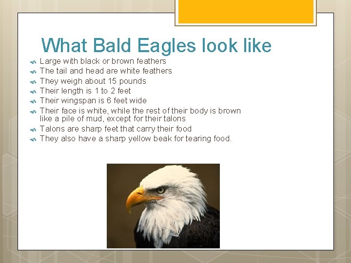 What Bald Eagles look like Large with black or brown feathers The tail and