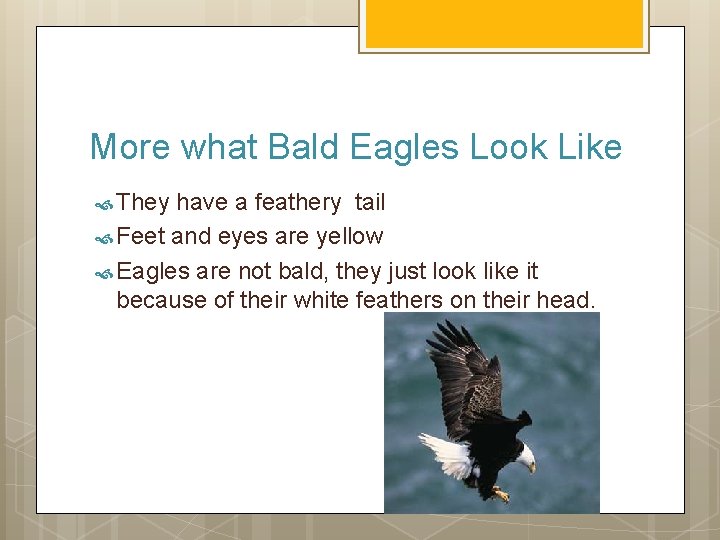 More what Bald Eagles Look Like They have a feathery tail Feet and eyes