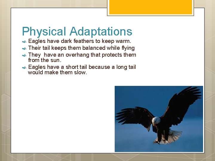 Physical Adaptations Eagles have dark feathers to keep warm. Their tail keeps them balanced