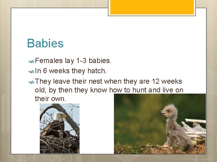 Babies Females lay 1 -3 babies. In 6 weeks they hatch. They leave their