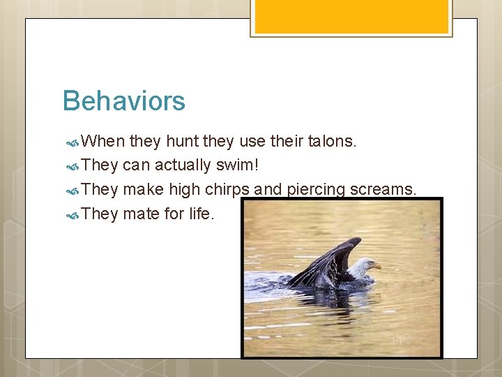 Behaviors When they hunt they use their talons. They can actually swim! They make