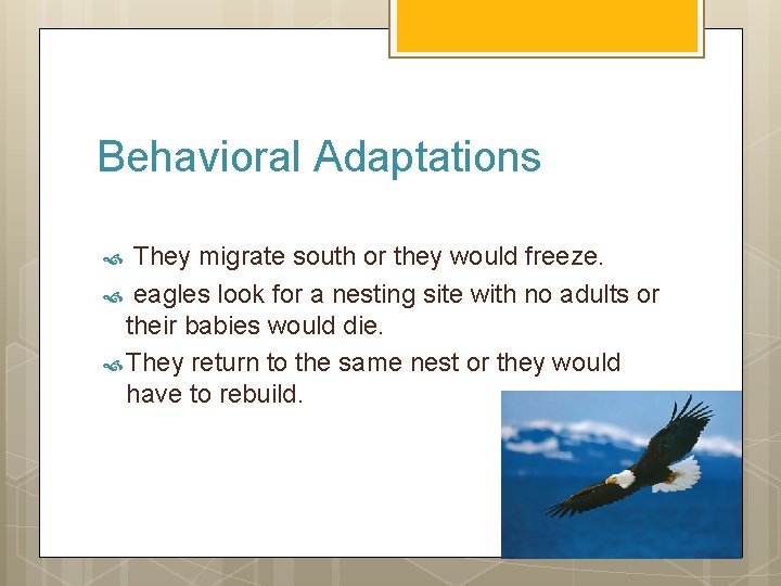 Behavioral Adaptations They migrate south or they would freeze. eagles look for a nesting