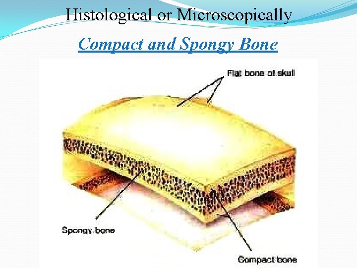Histological or Microscopically Compact and Spongy Bone 