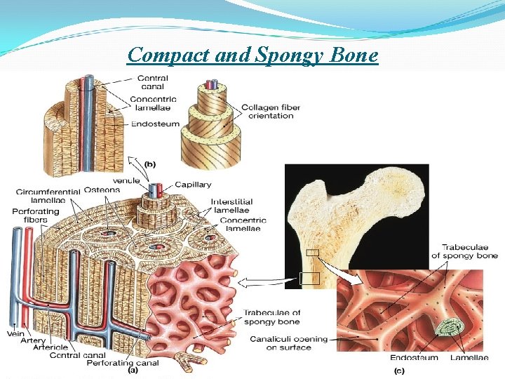 Compact and Spongy Bone 