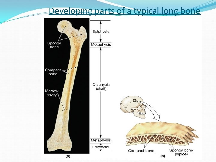 Developing parts of a typical long bone 