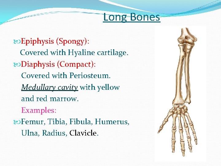 Long Bones Epiphysis (Spongy): Covered with Hyaline cartilage. Diaphysis (Compact): Covered with Periosteum. Medullary