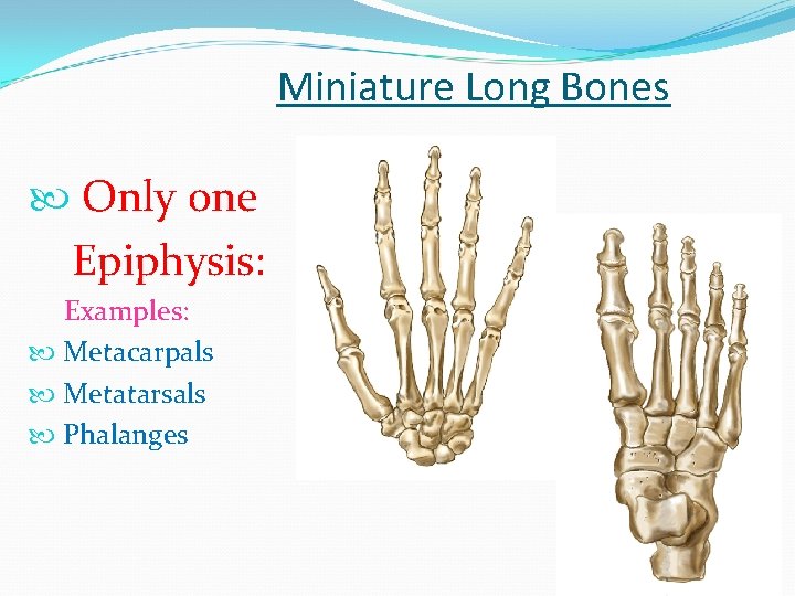 Miniature Long Bones Only one Epiphysis: Examples: Metacarpals Metatarsals Phalanges 