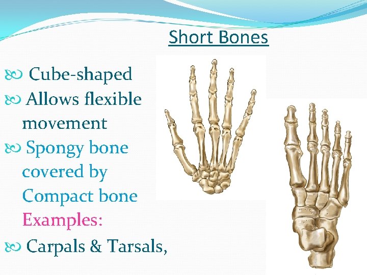Short Bones Cube-shaped Allows flexible movement Spongy bone covered by Compact bone Examples: Carpals