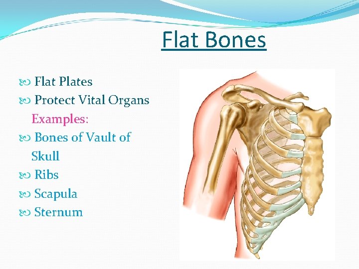 Flat Bones Flat Plates Protect Vital Organs Examples: Bones of Vault of Skull Ribs