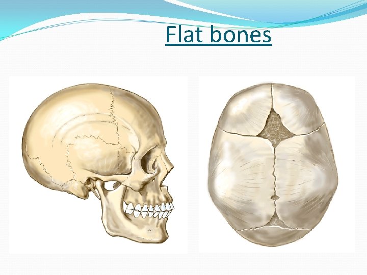 Flat bones 