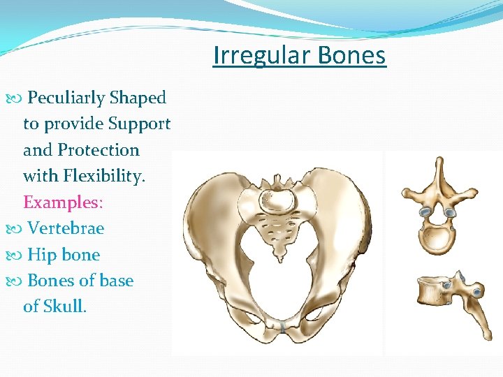 Irregular Bones Peculiarly Shaped to provide Support and Protection with Flexibility. Examples: Vertebrae Hip