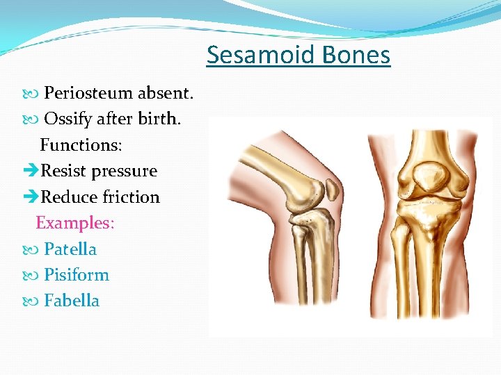 Sesamoid Bones Periosteum absent. Ossify after birth. Functions: Resist pressure Reduce friction Examples: Patella