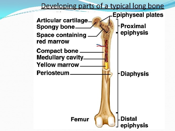 Developing parts of a typical long bone 