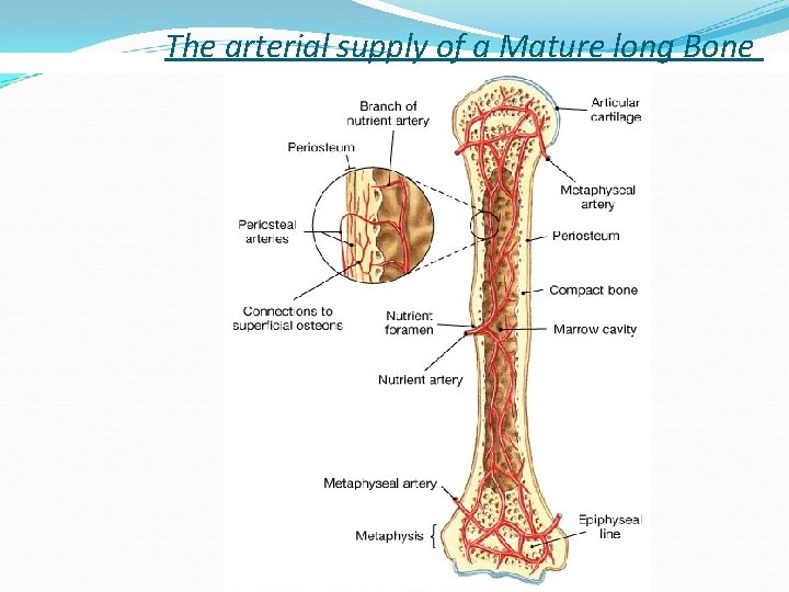 The arterial supply of a Mature long Bone 