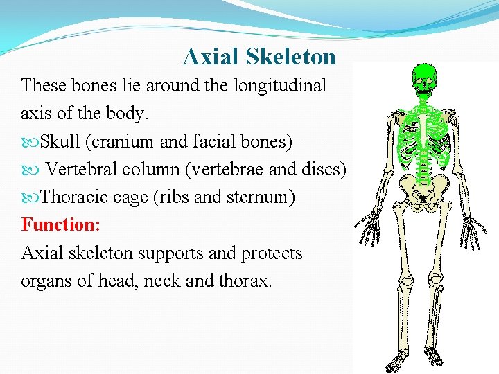 Axial Skeleton These bones lie around the longitudinal axis of the body. Skull (cranium