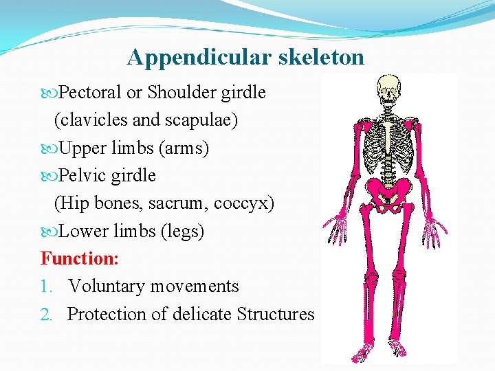 Appendicular skeleton Pectoral or Shoulder girdle (clavicles and scapulae) Upper limbs (arms) Pelvic girdle