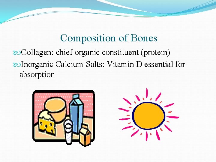 Composition of Bones Collagen: chief organic constituent (protein) Inorganic Calcium Salts: Vitamin D essential