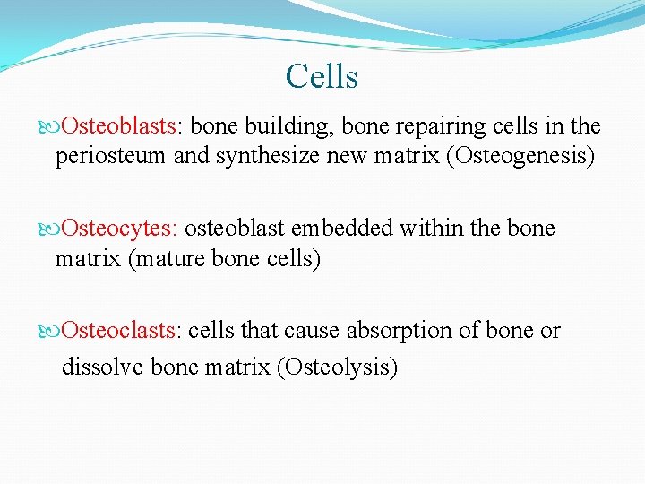 Cells Osteoblasts: bone building, bone repairing cells in the periosteum and synthesize new matrix
