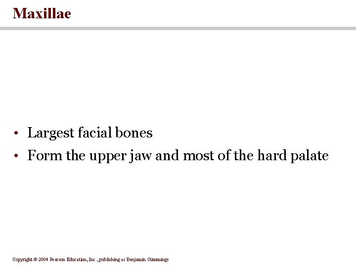 Maxillae • Largest facial bones • Form the upper jaw and most of the
