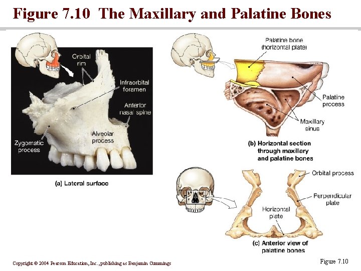 Figure 7. 10 The Maxillary and Palatine Bones Copyright © 2004 Pearson Education, Inc.