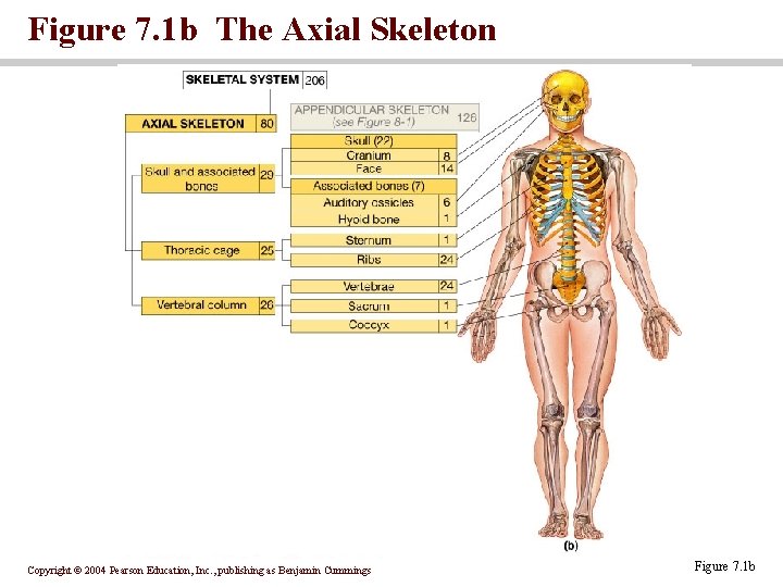 Figure 7. 1 b The Axial Skeleton Copyright © 2004 Pearson Education, Inc. ,