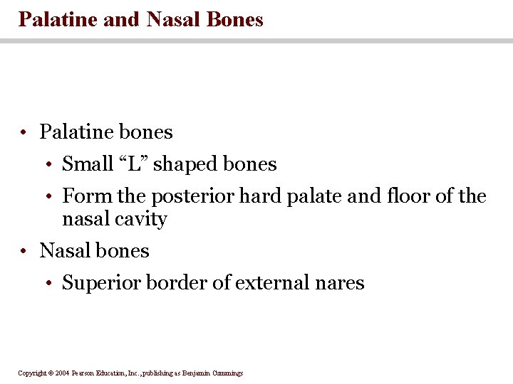 Palatine and Nasal Bones • Palatine bones • Small “L” shaped bones • Form